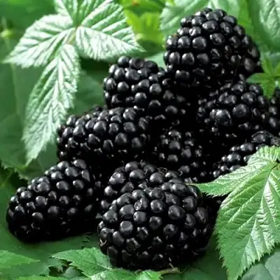 Ежевика БЛЭК БЬЮТИ в Кобрине