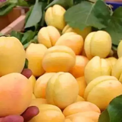 Абрикос АНАНАСНЫЙ в Кобрине