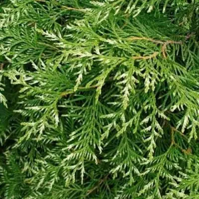 Туя СМАРАГД ВАРИЕГАТА западная в Кобрине
