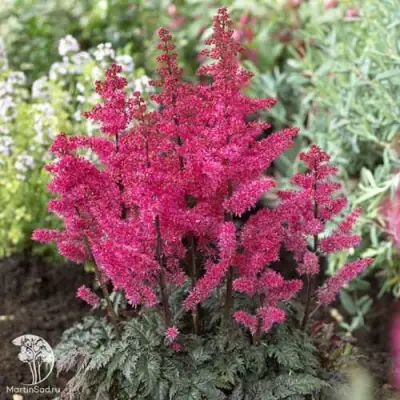 Астильба МУЛЕН РУЖ курчавая в Кобрине