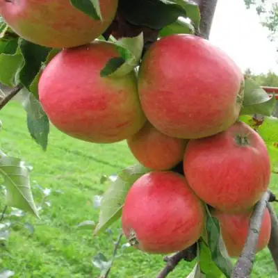 Яблоня ПИККОЛО в Кобрине