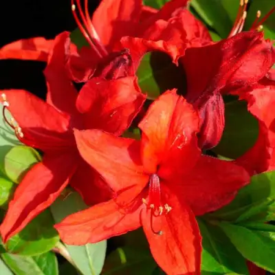 Азалия НАБУКО листопадная в Кобрине