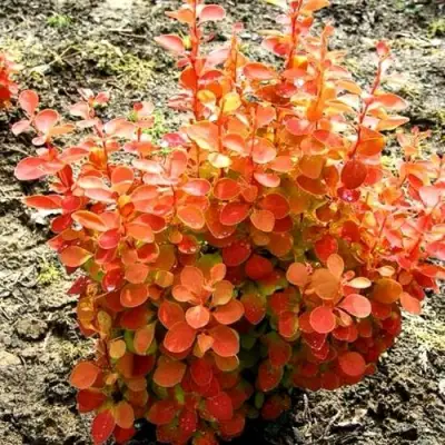 Барбарис ОРАНЖ ФАЙЕР тунберга в Кобрине