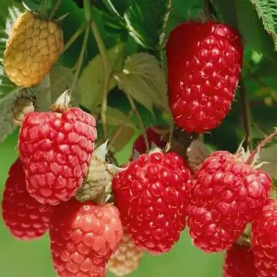 Малина ХИМБО-ТОП в Кобрине