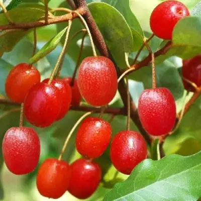 ГУМИ (ЛОХ МНОГОЦВЕТКОВЫЙ) в Кобрине