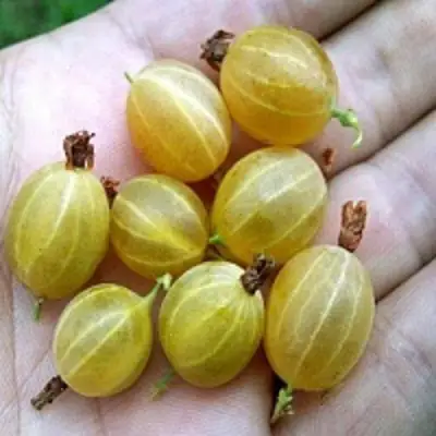 Крыжовник ЯРОВОЙ в Кобрине