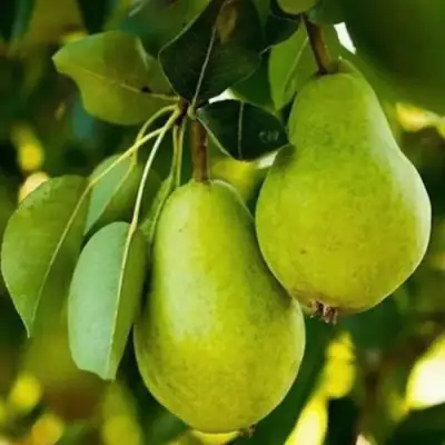 Груша СЕВЕРЯНКА колонновидная в Кобрине