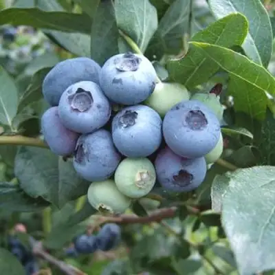 Голубика БЛЮЭТТА в Кобрине