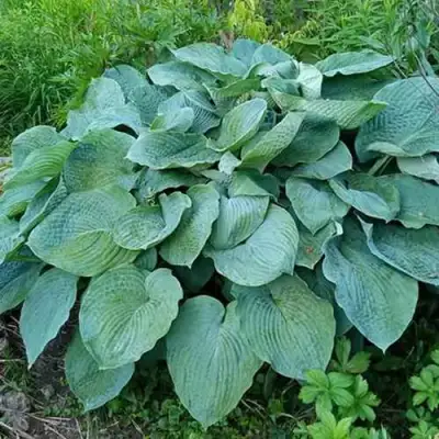 Хоста ЭЛЕГАНС Зибольда в Кобрине