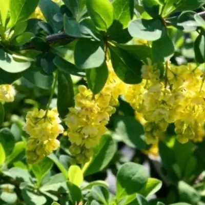 Барбарис ИНДИАН САММЕР  в Кобрине