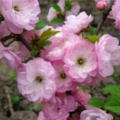 Миндаль ТРЁХЛОПАСТНЫЙ (луизеания) в Кобрине