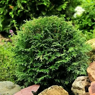 Туя ДАНИКА западная в Кобрине