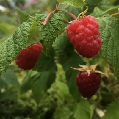 Малина КАРАМЕЛЬНАЯ в Кобрине