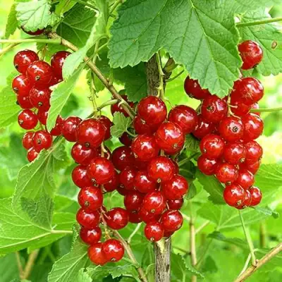 Смородина красная ФЕРТОДИ в Кобрине