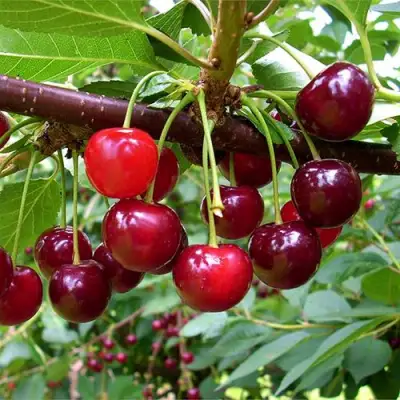 Вишня БРУСНИЦЫНА степная в Кобрине