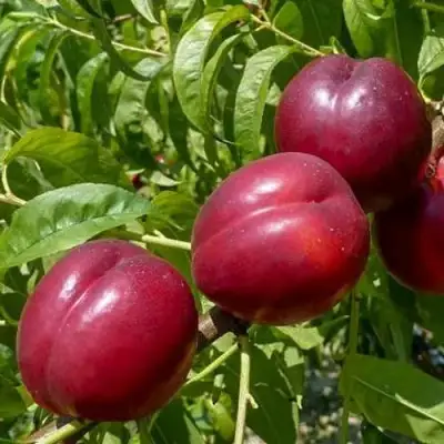 Нектарин БИГ-ТОП в Кобрине