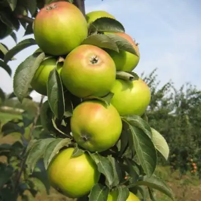 Яблоня ЛУКОМОР колонновидная в Кобрине