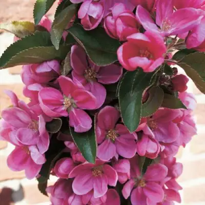 Яблоня ЗЕЛЁНЫЙ БУКЕТ декоративная в Кобрине