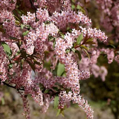 Черемуха НЕЖНОСТЬ в Кобрине