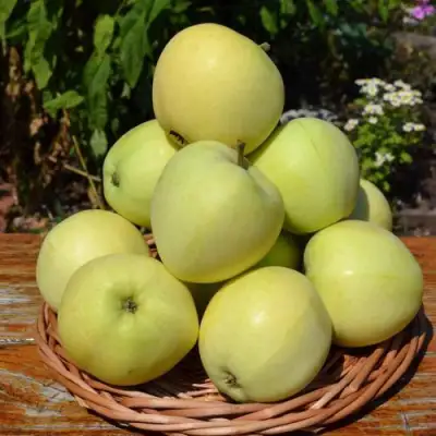 Яблоня ПАПИРОВКА в Кобрине