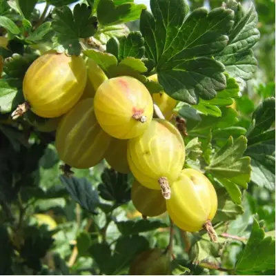 Крыжовник БЕРИЛЛ в Кобрине