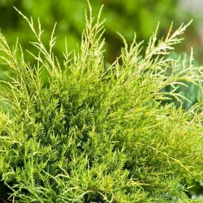 Можжевельник ОЛД ГОЛД средний в Кобрине