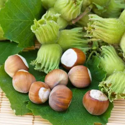 Фундук КРЕПКИЙ ОРЕШЕК в Кобрине