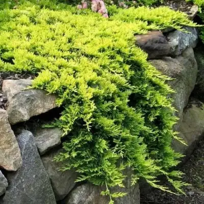 Можжевельник ГОЛДЕН КАРПЕТ горизонтальный  в Кобрине