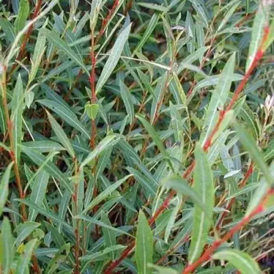 Ива НАНА пурпурная в Кобрине