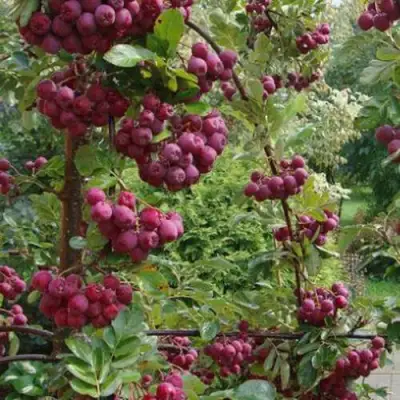 Рябина ДЕСЕРТНАЯ МИЧУРИНА сладкоплодная в Кобрине