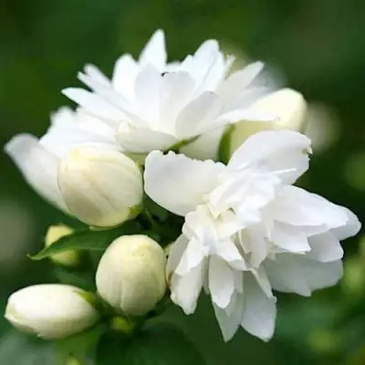 Жасмин ШНЕЕШТРУМ в Кобрине