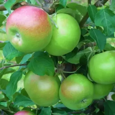 Яблоня НАВАВИТА в Кобрине