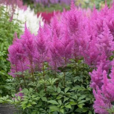 Астильба АМЕТИСТ Арендса в Кобрине