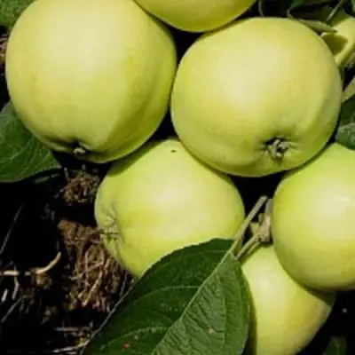 Яблоня ПАПИРОВКА в Кобрине