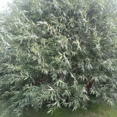 Ива СЕРЕБРИСТАЯ в Кобрине