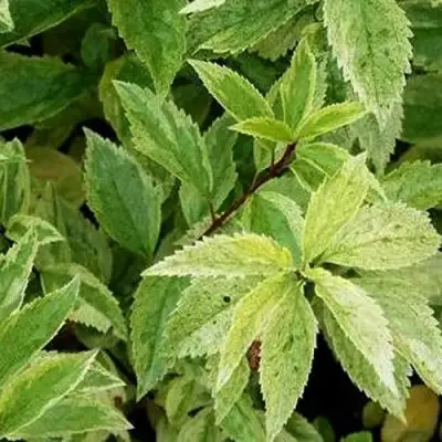 Форзиция ЛЕДНОГОРА промежуточная в Кобрине