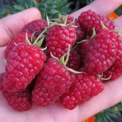 Малина МОСКОВСКИЙ ВЕЛИКАН в Кобрине