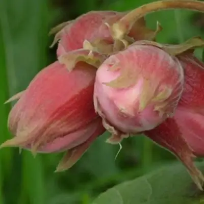 Фундук АКАДЕМИК ЯБЛОКОВ в Кобрине