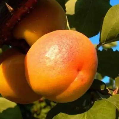 Абрикос СПАДЧЫНА в Кобрине
