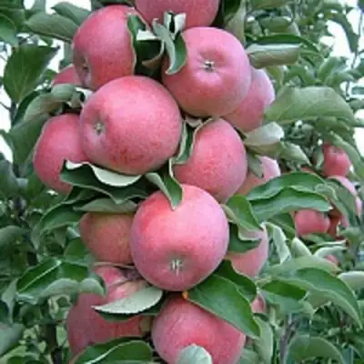 Яблоня АНТЕЙ КИЕВСКИЙ колонновидная в Кобрине