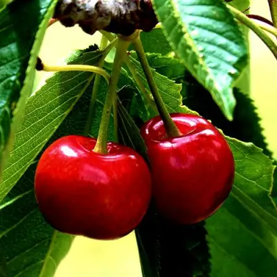 Вишня НИКА в Кобрине