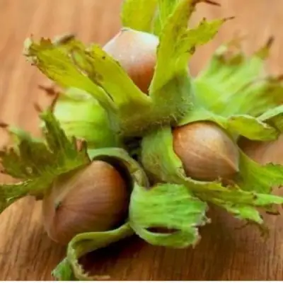 Фундук ГИГАНТ ТАМБОВСКИЙ в Кобрине