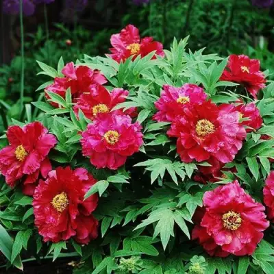 Пион КРАСНЫЙ ЛОТОС древовидный в Кобрине