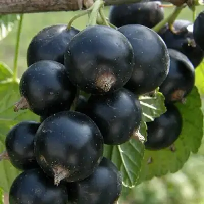 Смородина черная КЛУССОНОВСКАЯ в Кобрине