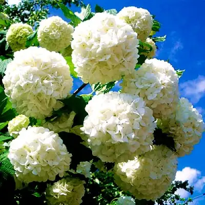 Калина БУЛЬДЕНЕЖ в Кобрине