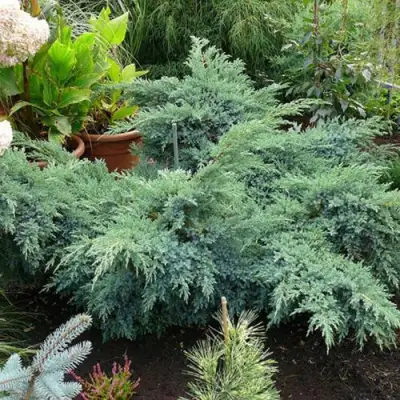 Можжевельник БЛЮ ШВЕД (СВИД) чешуйчатый в Кобрине