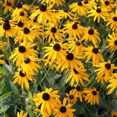 Рудбекия блестящая в Кобрине