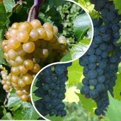 Комплект ИНЬ-ЯНЬ в Кобрине