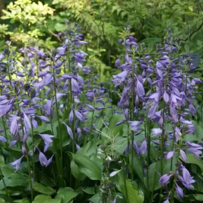 Хоста ГАРРИ ВАН ТРИЕР в Кобрине