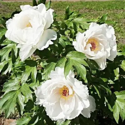 Пион ЛЕТНИЙ ДВОРЕЦ древовидный в Кобрине